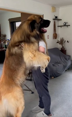 嬉しそうなレオンベルガー