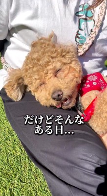 スタッフの膝の上で眠る犬