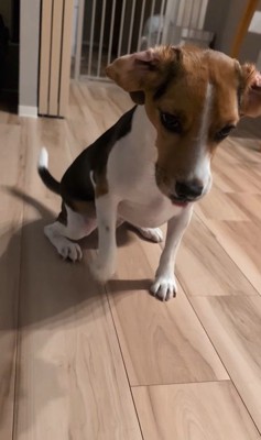 ペルルちゃんの「待て」8