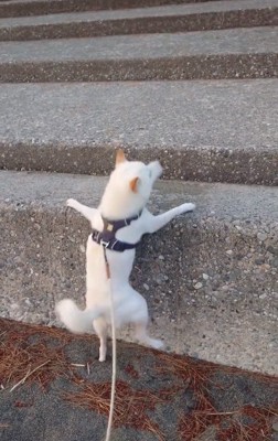 石段から落ちるワンコ