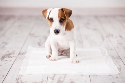 子犬のトイレ