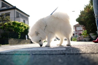 散歩、白い犬、地面を嗅ぐ