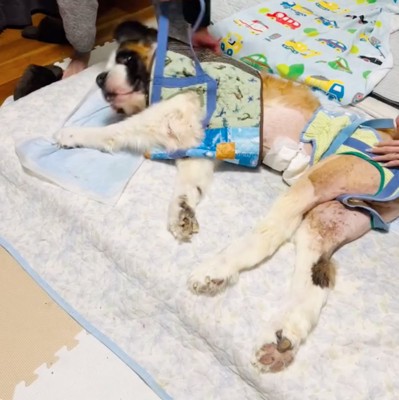 補助ベルトを確認