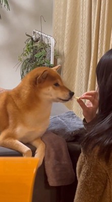 リンゴのにおいを嗅ぐ犬