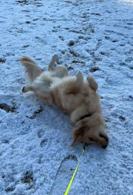 雪の上に寝そべる大型犬