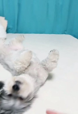 ヘソ天状態のこりきくん