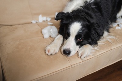 伏せたボーダーコリー