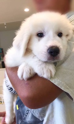 抱っこされる超大型犬の子犬