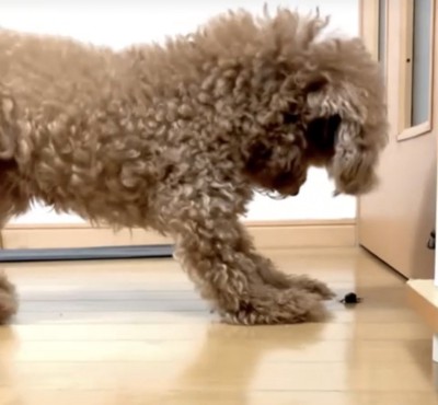 虫に威嚇する犬