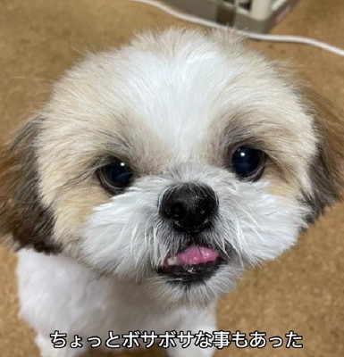 ボサボサすらも微笑ましい…