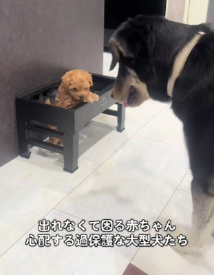 「閉じ込められてる…！」