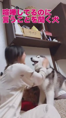 飼い主に撫でられる犬