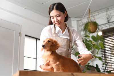 ダックスとトリマーの女性