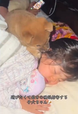 娘さんを舐める子犬