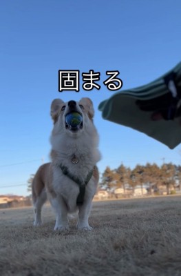 固まる犬1