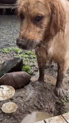 気まずそうに飼い主さんを見る泥だらけの犬
