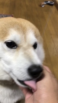 手を舐める犬