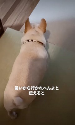 どこかへ向かう犬