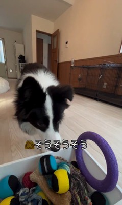 ボールを片付けるサンゴくん8