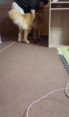お散歩行けるかな？