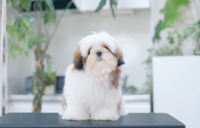 カット台の上に座るもこもことした姿の子犬