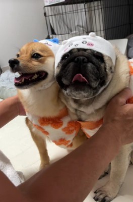 「吠えないように」