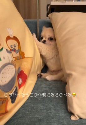 横向きで寝る犬2