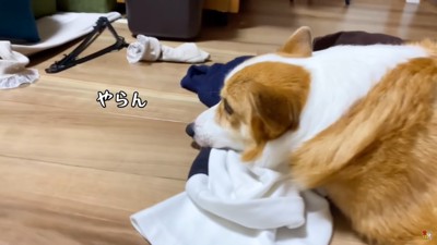 あごの下に服を丸めて伏せる犬の横顔