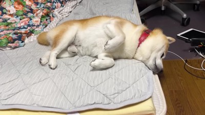 マイペースならんまるくんでした!