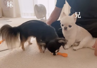 おもちゃをゆずる兄犬