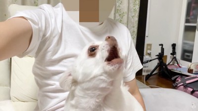 「ダメ！僕を置いて行かないで！」