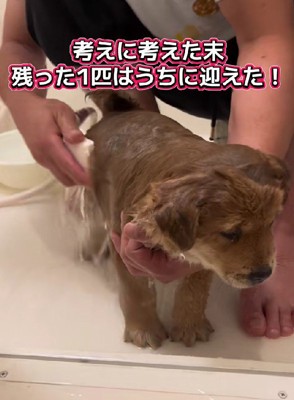 家族になった「らく」ちゃん