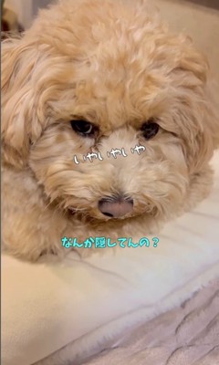 イタズラがバレた時のテンちゃん5