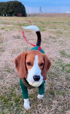 おしまいを告げられた犬