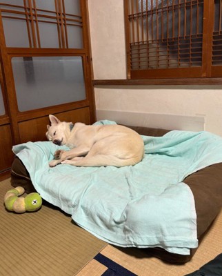 スヤスヤ寝る立ちゃん