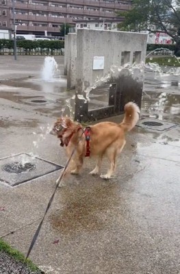 水がかかるラニーちゃん