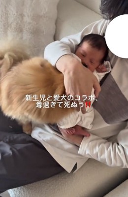 覗き込むハニちゃん