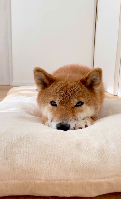 クッションベッドの上で伏せる柴犬