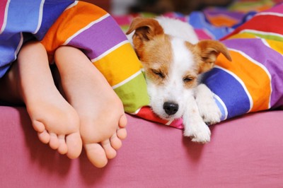 足元で眠る子犬