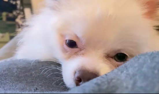 涙やけは徐々に改善