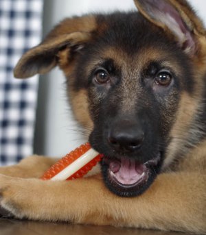 ジャーマンシェパードドッグのパピー