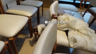 「パパとママどこ？」とウロウロ…