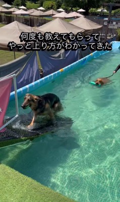 プールで特訓するエースくん5