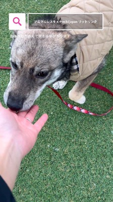 人の手に口を当てる茶色い犬