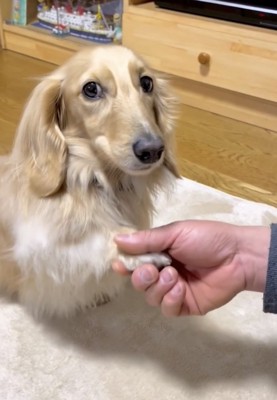 足を掴まれる犬