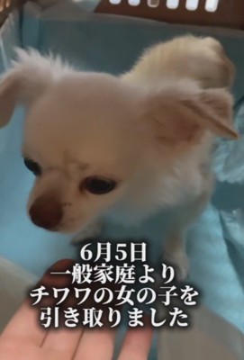 可愛らしいチワワの女の子