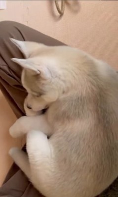 アシㇼちゃんの成長前と成長後9