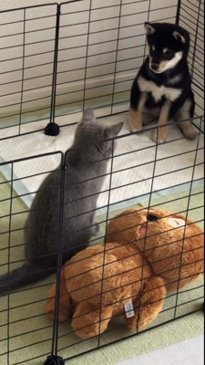 見つめ合う豆柴と猫