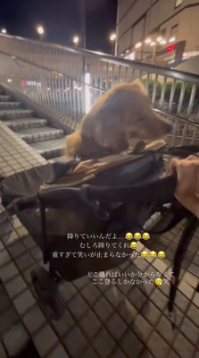 犬を乗せたカートを押しながら坂道を登る飼い主