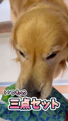 男性に財布を咥えて持ってきた犬
